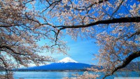 /album/hinh-%e1%ba%a3nh-thien-nhien/sakura-and-mount-fuji-wallpaper-1920x1080-jpg/