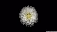 /album/hinh-%e1%ba%a3nh-cho-window/apple-ios-flower-3-wallpaper-1920x1080-jpg/