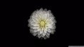 /album/thu-vi%e1%bb%87n-hinh-%e1%ba%a3nh%3a-trang-ch%e1%bb%a7/apple-ios-flower-3-wallpaper-1920x1080-jpg1/